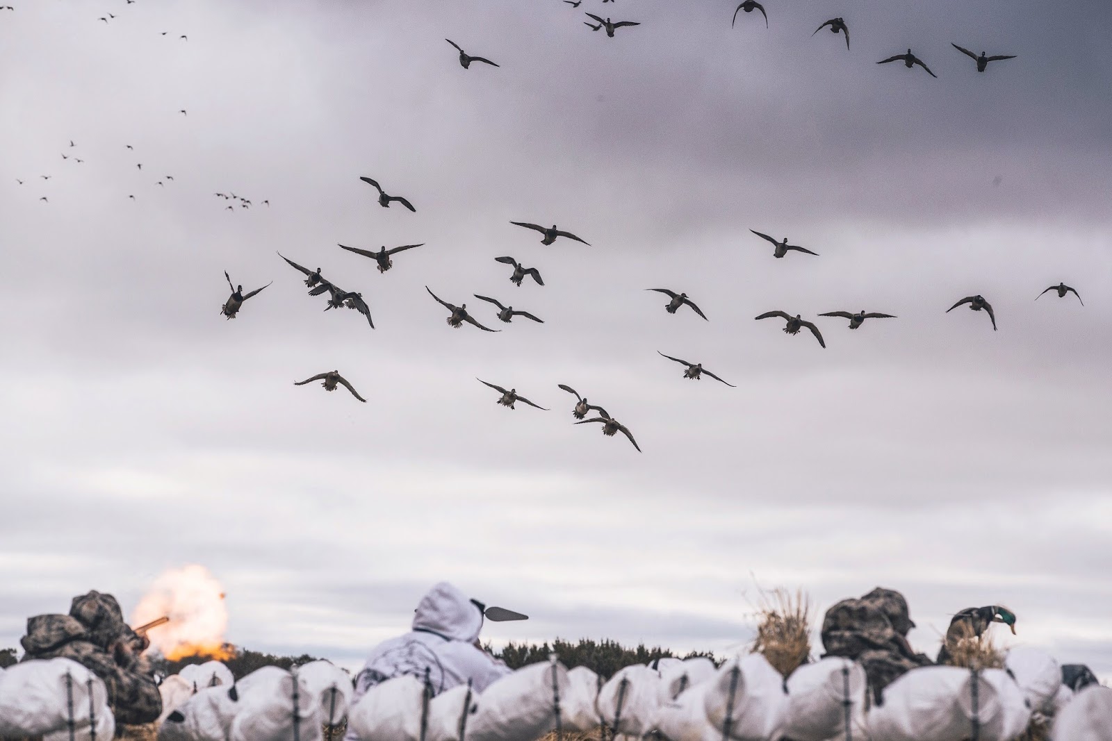 Ducks Landing In Decoys